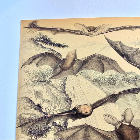 Vintage Biodiversity Bat Scientific Chart 8x10 Print - Picture 5 of 6